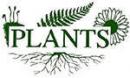 Озелененительная компания Plants, Талдыкорган