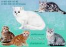 Nursery Scottish fold and British cats "Chantal", Penza