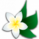 Салон цветов «Жасмин», Балашов