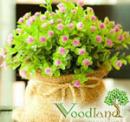Интернет-магазин «ВудЛэнд - растения для сада»