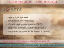 Школа дрессировки собак I LOVE PETS, Новотроицк