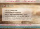 Школа дрессировки собак I LOVE PETS, Белорецк