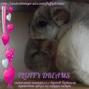 FluffyDreams, Усолье-Сибирское