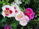 flowers_bishkek, Кант