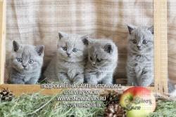 Плюшевые британские котята