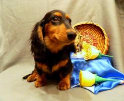 щенки таксы редких окрасов