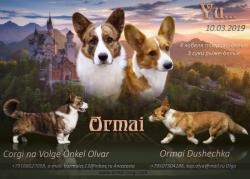 Вельш корги кардиган