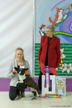 Щенок-кобель вельш корги кардиган