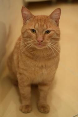 шикарный кот