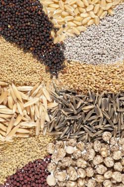 Семена многолетних трав