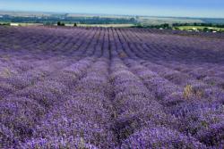 Эфиромасличное Производство в Крыму