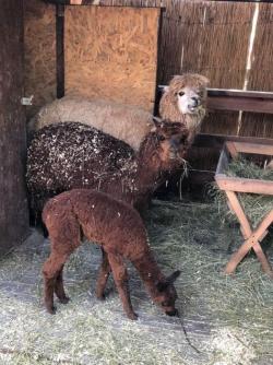 Купить Альпак можно у нас, Продам Ламу