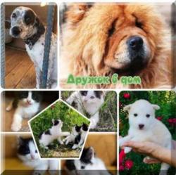 Собаки и щенки в дар