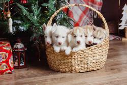 Щенки Сибирский Хаски Якутия