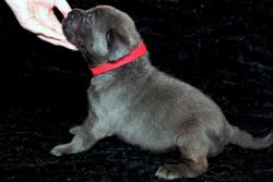 Щенки Итальянского Кане Корсо