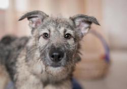 Юша эксклюзивная красотка в добрые руки