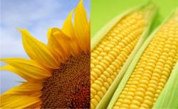 Продажа семян с/х культур