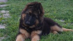 Щенки длиношерстной немецкой овчарки