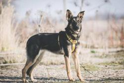 Собака Мира ищет хороших хозяев. Москва