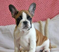 Щенки французского бульдога, проф. питомник, Москва