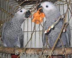 Жако птенцы выкормыши говорящие от заводчика