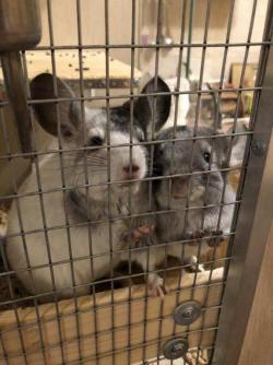 Продаю Шиншилл ручные