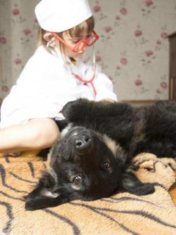 Метис черной немецкой овчарки, девочка, Москва