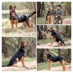 Собака в дар. Метис немецкой овчарки в добрые руки