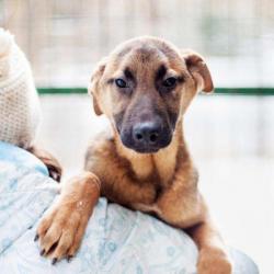 Щенок в добрые руки (игривый, ласковый)