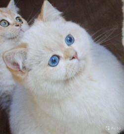 Британские золотые котята