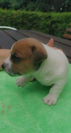 Щенки., Джек Рассел