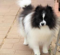 щенки шпица