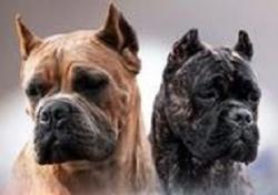 Kане корсо щeнки