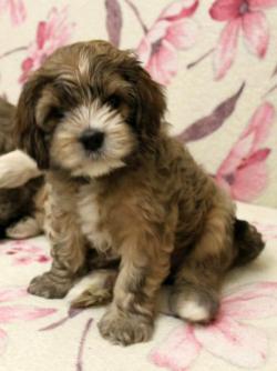 Американский кокер спаниель - щенки.