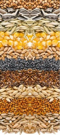 Семена яровых культур на посевную кампанию 2018 года