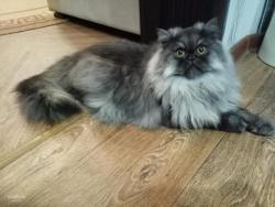 Предлагается для вязки красивый кот, перс-экзот (табби)