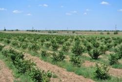 Готовый Бизнес - Сад Фундука