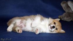 Продаются Щенки вельш корги пемброк