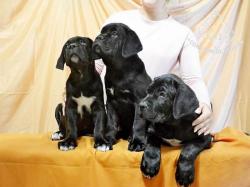 Щенки Кане корсо с документами Щенки Кане корсо с документами