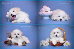 Великолепная четвёрка