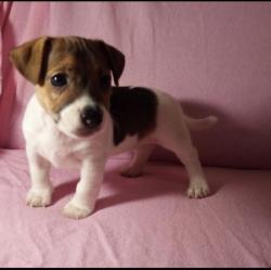 Джек Рассел терьер девочка щенок