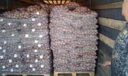 Продаем продовольственный  картофель. Минск