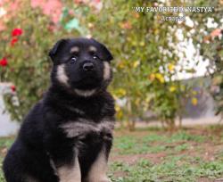 Щенки Восточноевропейской овчарки с доставкой по миру