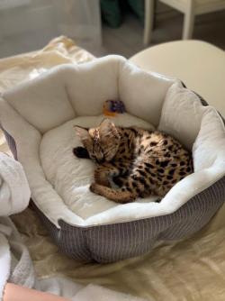 Купить Сервал можно у нас, ручные сервалята