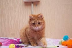 Кот по имени Гарфилд Кот по имени Гарфилд