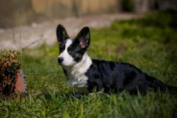 Welsh corgi cardigan
