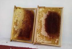 Продам пчелинные рамки сушь