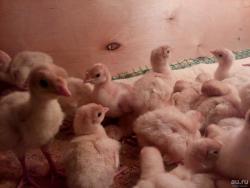 Индюшата хайбрид ,куры китайские черные, мараны, инк.яйцо Индюшата хайбрид ,куры китайские черные, мараны, инк.яйцо