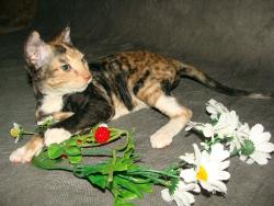 котёнок продажа урал рекс