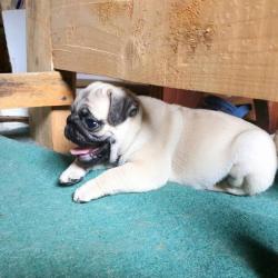 Мопс щенок девочка продаётся в Севастополе Мопс щенок девочка продаётся в Севастополе